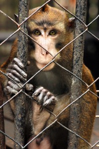 Monkey in cage