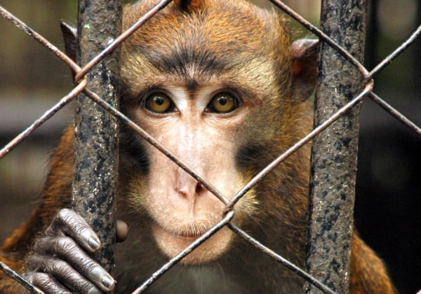 monkey hanging onto cage looking at camera
