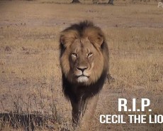 cecil the lion