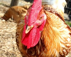 Chicken 3