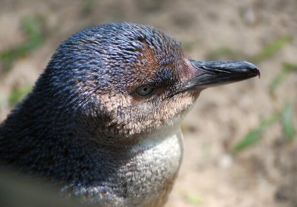NZ Town Wins PETA Proggy Award For Penguin Passage