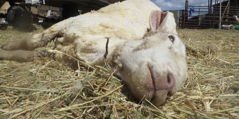 H15LEA-Skinned-Alive-hp