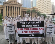 Brisbane mulesing protest