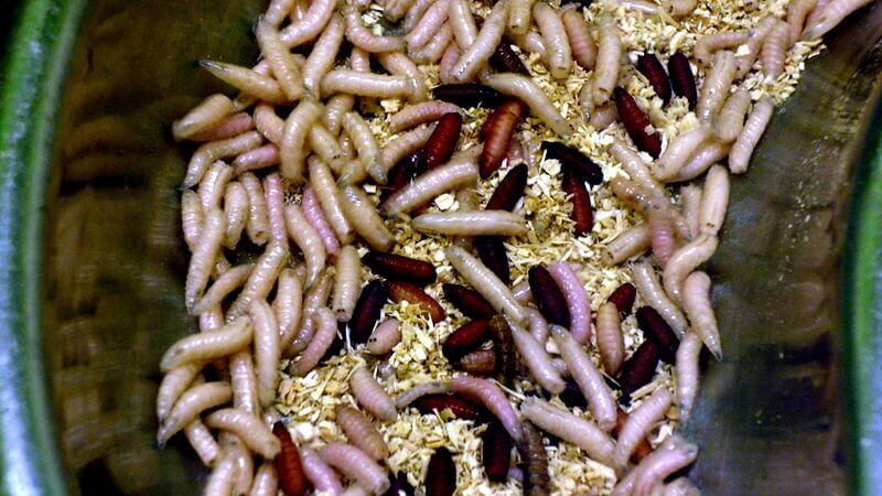 ‘Chick Maggot’: Woman Finds Wriggling Larvae in Chicken Tender