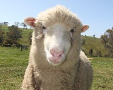 Sheep