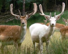 wild deer