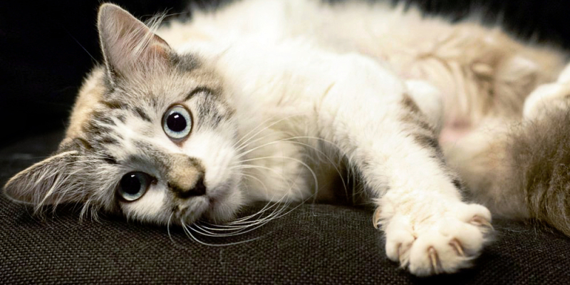 donate-cat