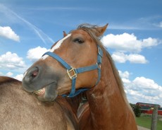 happy horse