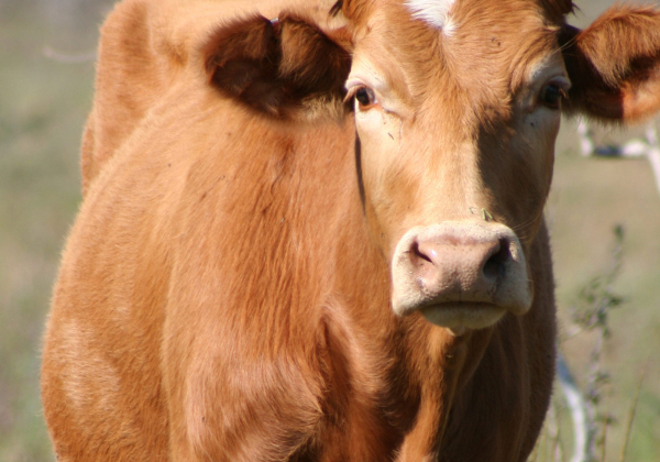 iStock_000001171443_Medium