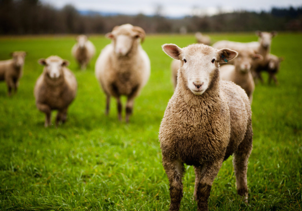 iStock_000017776743_Large