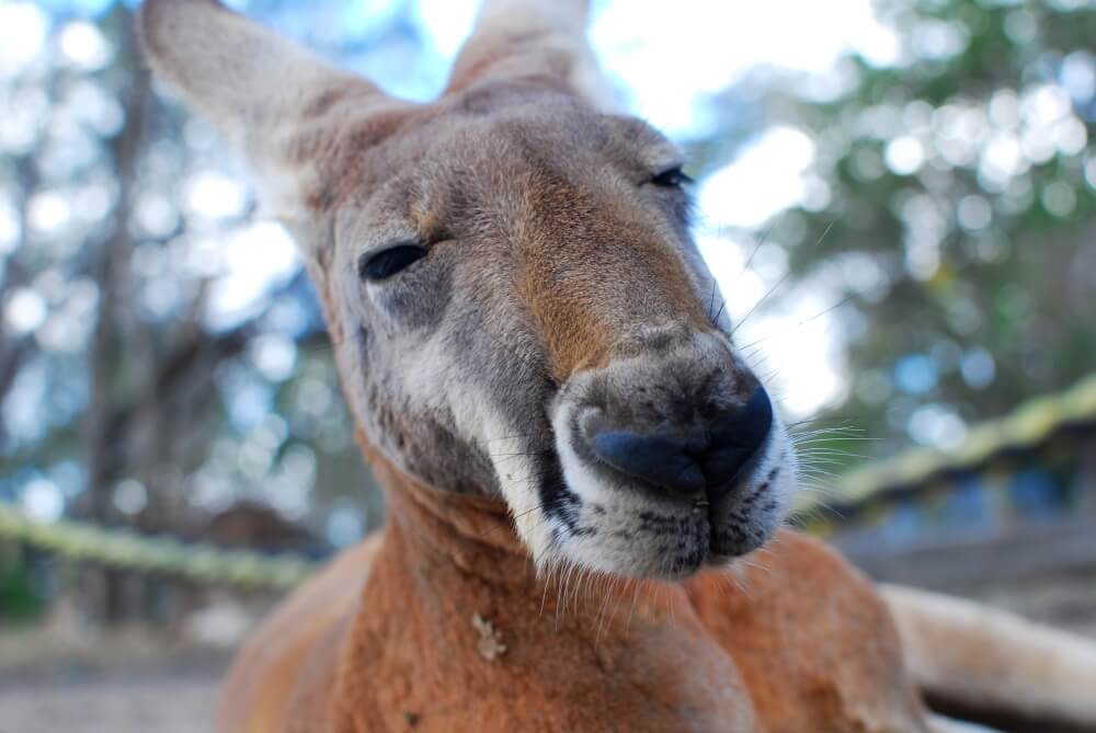 21 Animal Snaps That Will Make You Wish You Lived in Australia