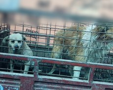 dogs killed for leather