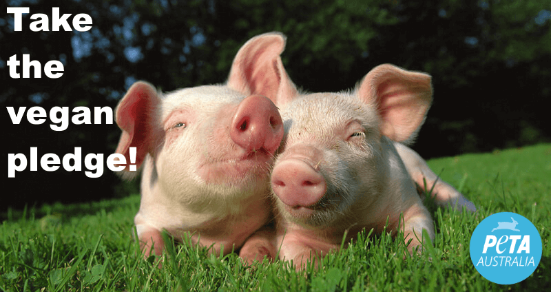Cute pigs