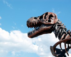 dinosaur