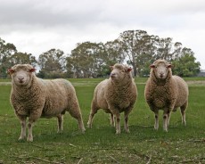 Sheep