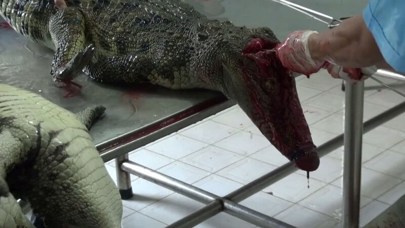 Crocodiles skinned in Vietnam