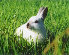 white rabbit sxchu