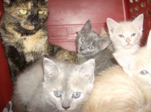 The Overpopulation Crisis | Companion Animals - Issues - PETA Australia The Overpopulation Crisis | Companion Animals - Issues - PETA Australia