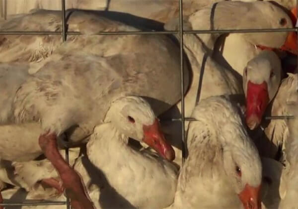 Exposed: What Happens to Birds Whose Feathers Are Used in Canada Goose Down-Filled Jackets