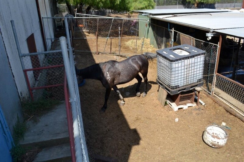 Melbourne Horse Kept in Unsuitable Yard