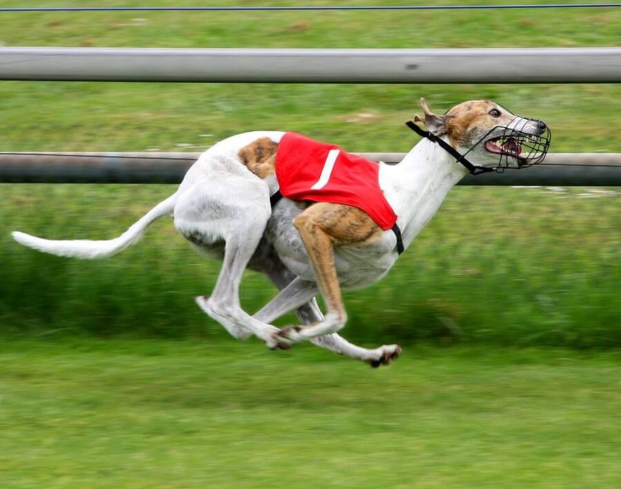 Baird Government Backflips on Greyhound-Racing Ban