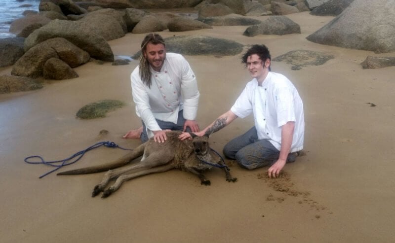 Chefs save kangaroo port elliot