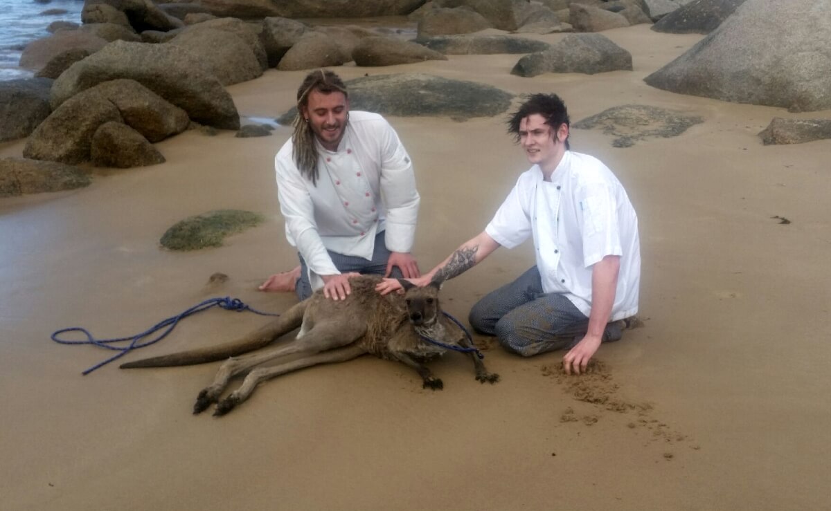 Fully Clothed Chefs Leap Into Ocean to Rescue Drowning Kangaroo