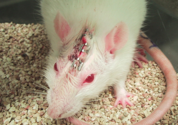 close-up of incision and staples on rat's head