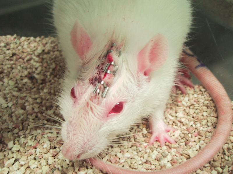 close-up of incision and staples on rat's head