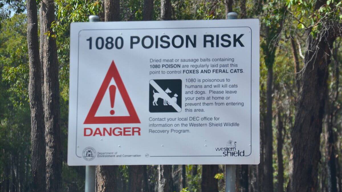 ‘Horrific’ – How 1080 Poisoning Leaves Animal Guardians Feeling Powerless