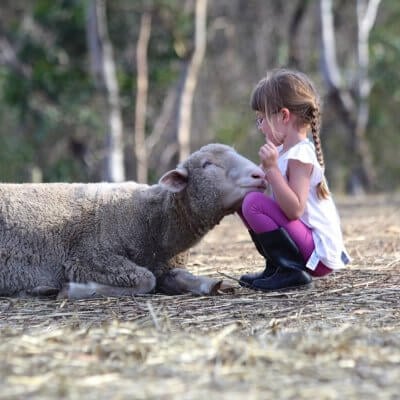 Child with sheep