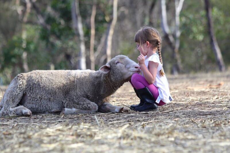 Child with sheep