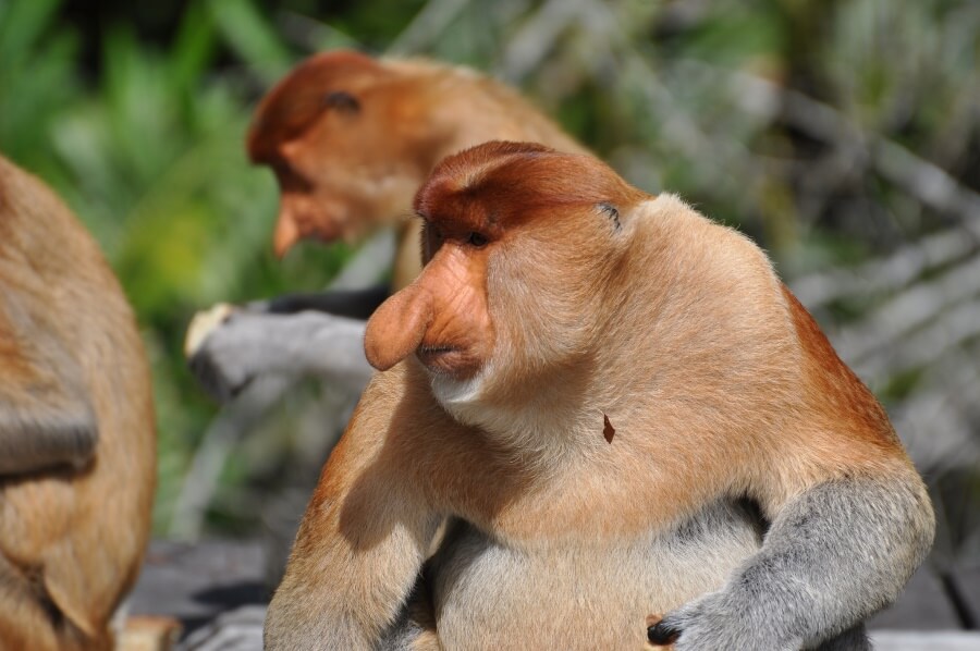 Long Nose Monkey