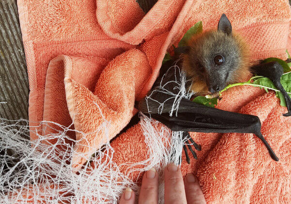 Backyard Netting Is Lethal for Native Animals – Here’s How You Can Help!