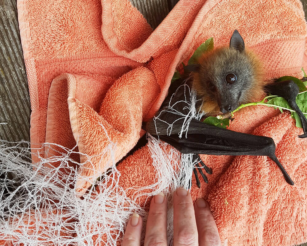 A 12 week old flying fox caught in a net.