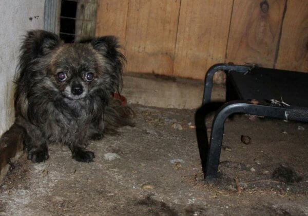 Puppy Farms: The Hidden Suffering Behind the Marketing