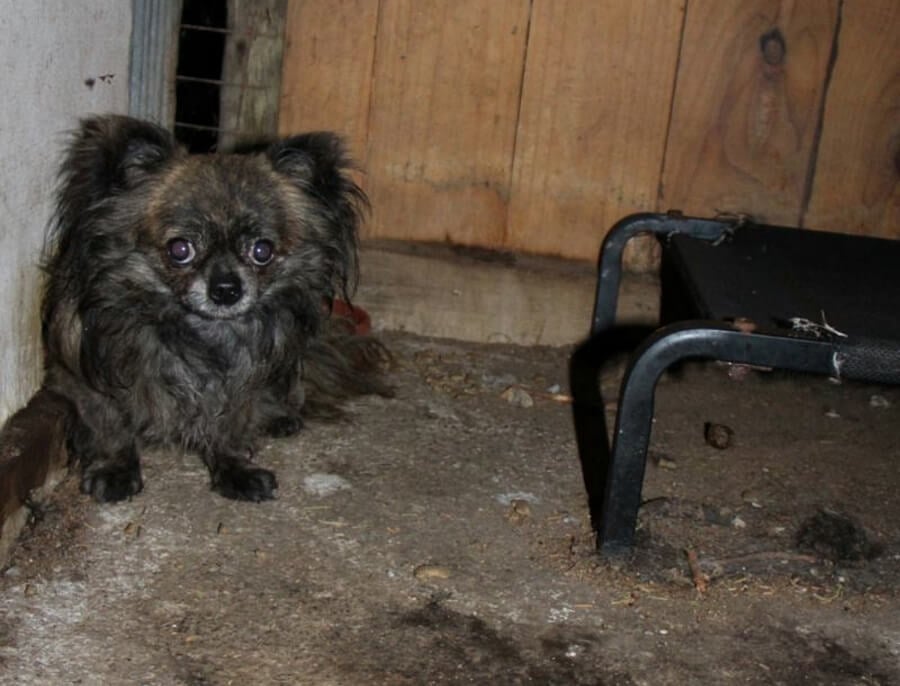 Puppy farm Victoria, Australia