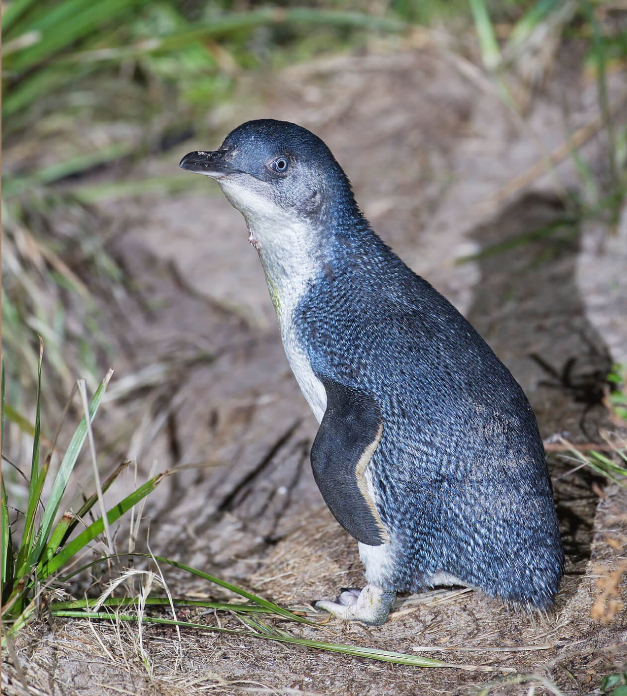 Man Who Bashed Penguins to Death Avoids Jail, Fined Just $82