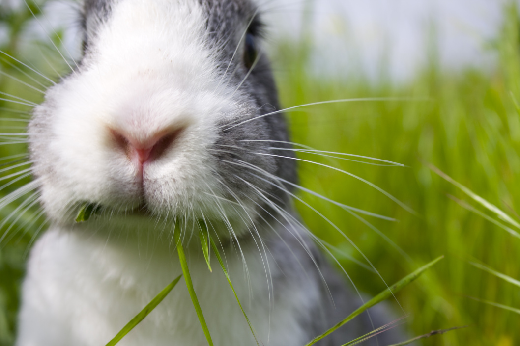 How to Keep Rabbit and Rodent Companions Cool in Summer PETA Australia