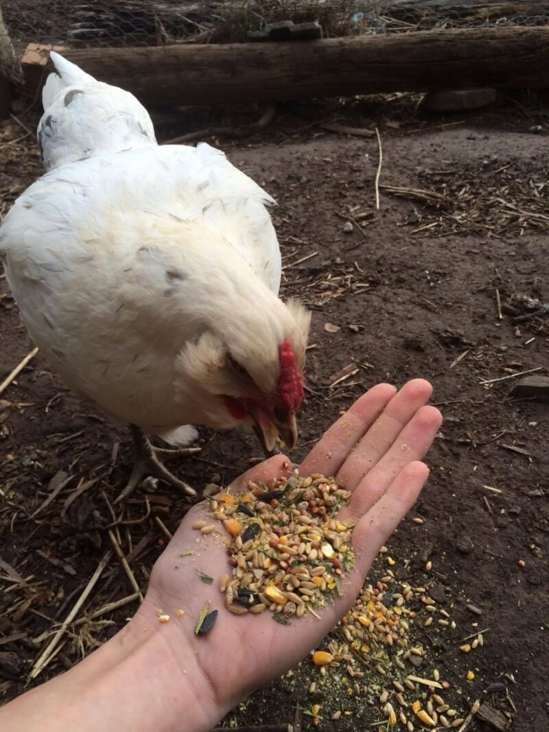 Chicken eating grain