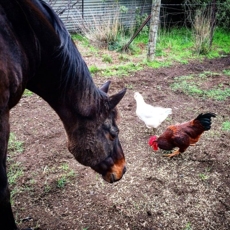 A horse checks out Douglas and Gerry.