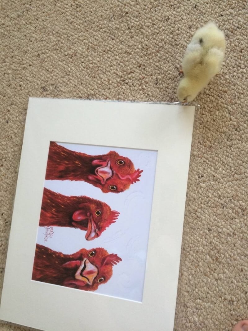 Chick looking at chicken painting