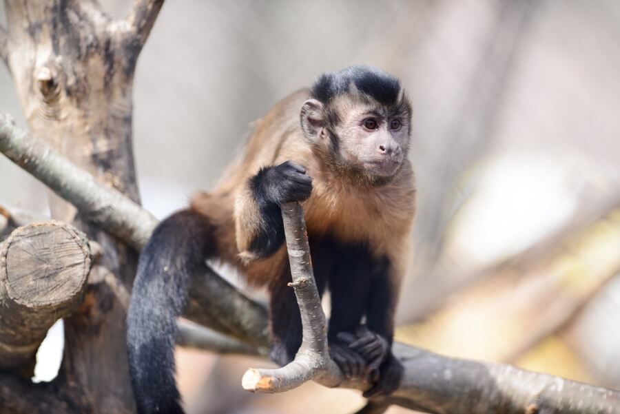 Capuchin Monkey on a Branch