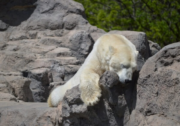 International Polar Bear Day: 4 Things Polar Bears Need – and How You Can Help