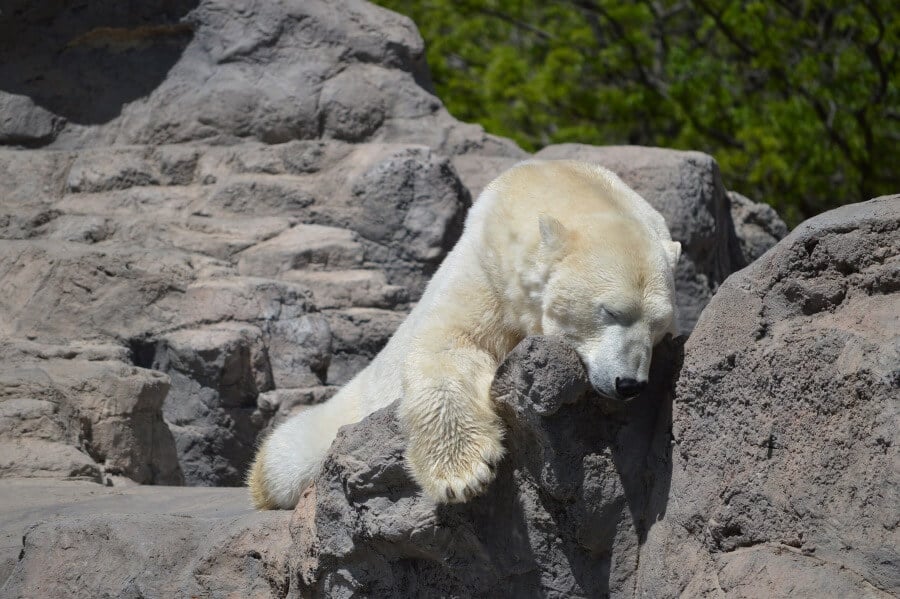 Polar Bear in Zoo