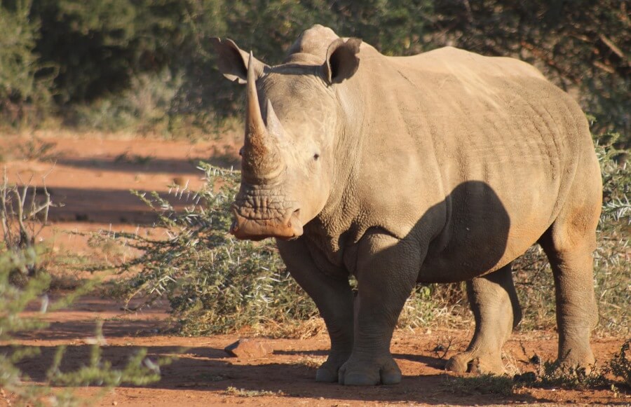 Australian Rhino Project: Captivity Is Not the Answer!