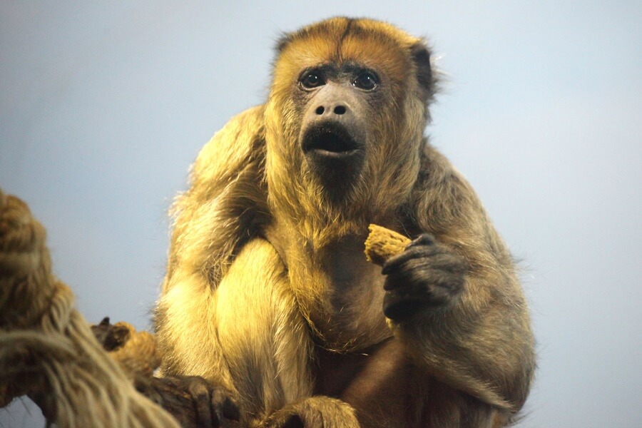 Black Howler Monkey