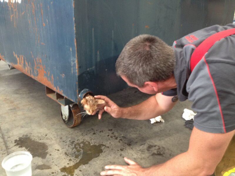 Kitten Rescued From Dumpster