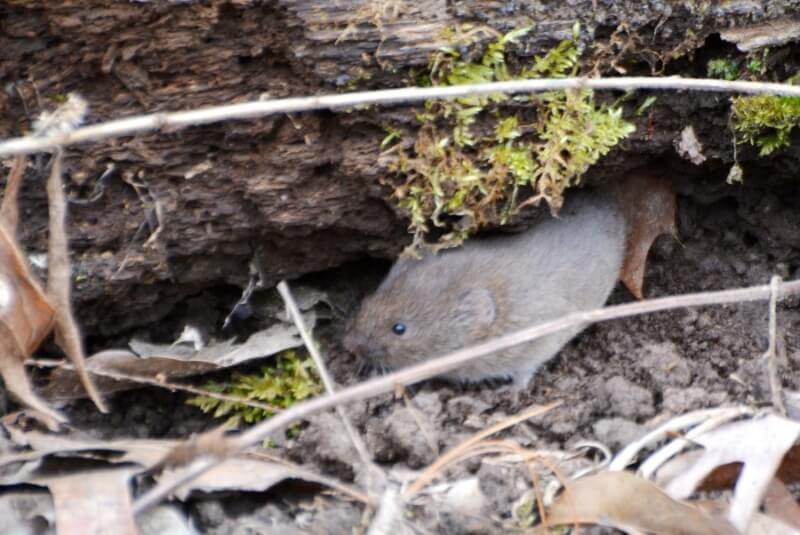 Prairie Vole