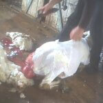 2020 investigation. A sheep bleeds on the shearing floor.